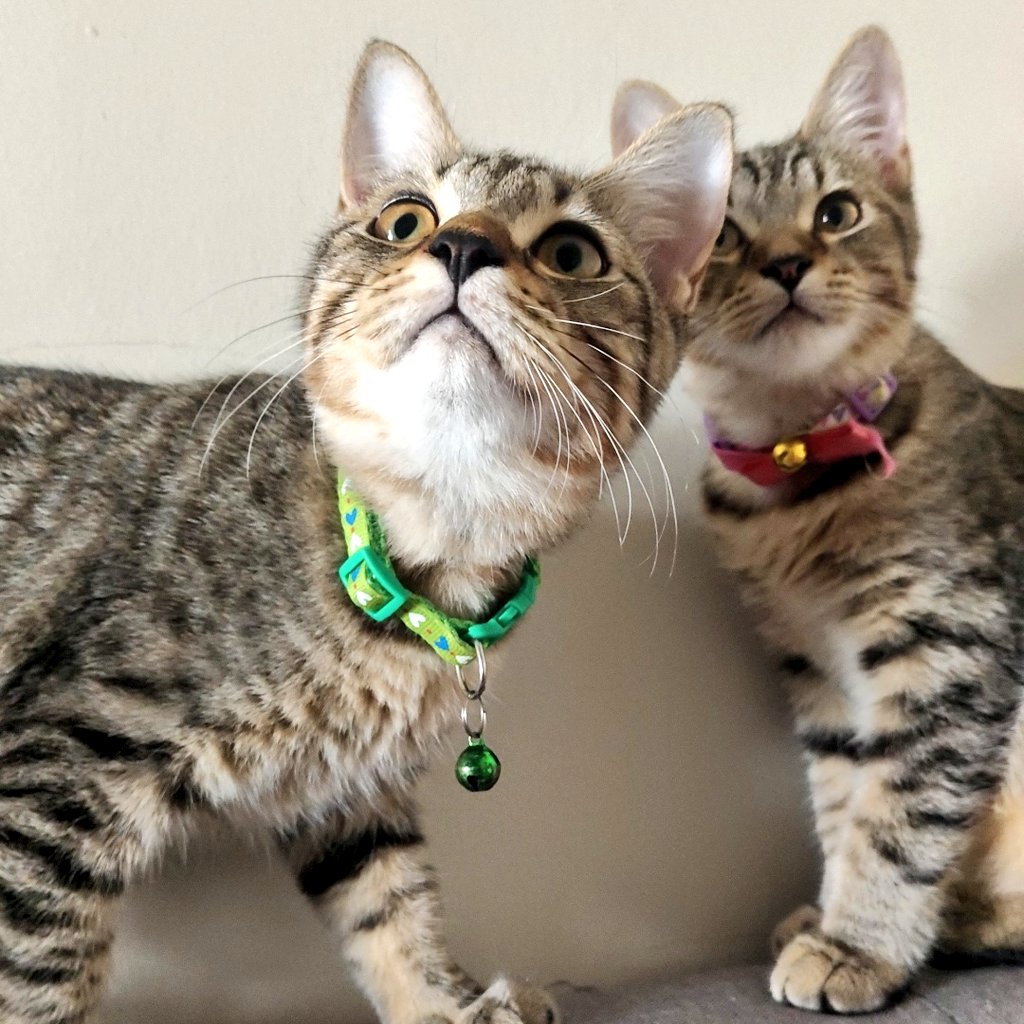 Double the Trouble, Double the Love: Ben &&nbsp;Jimin🐈