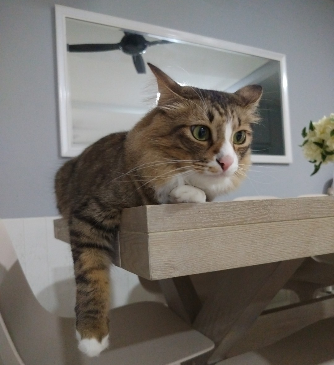 brown white cat called Leo