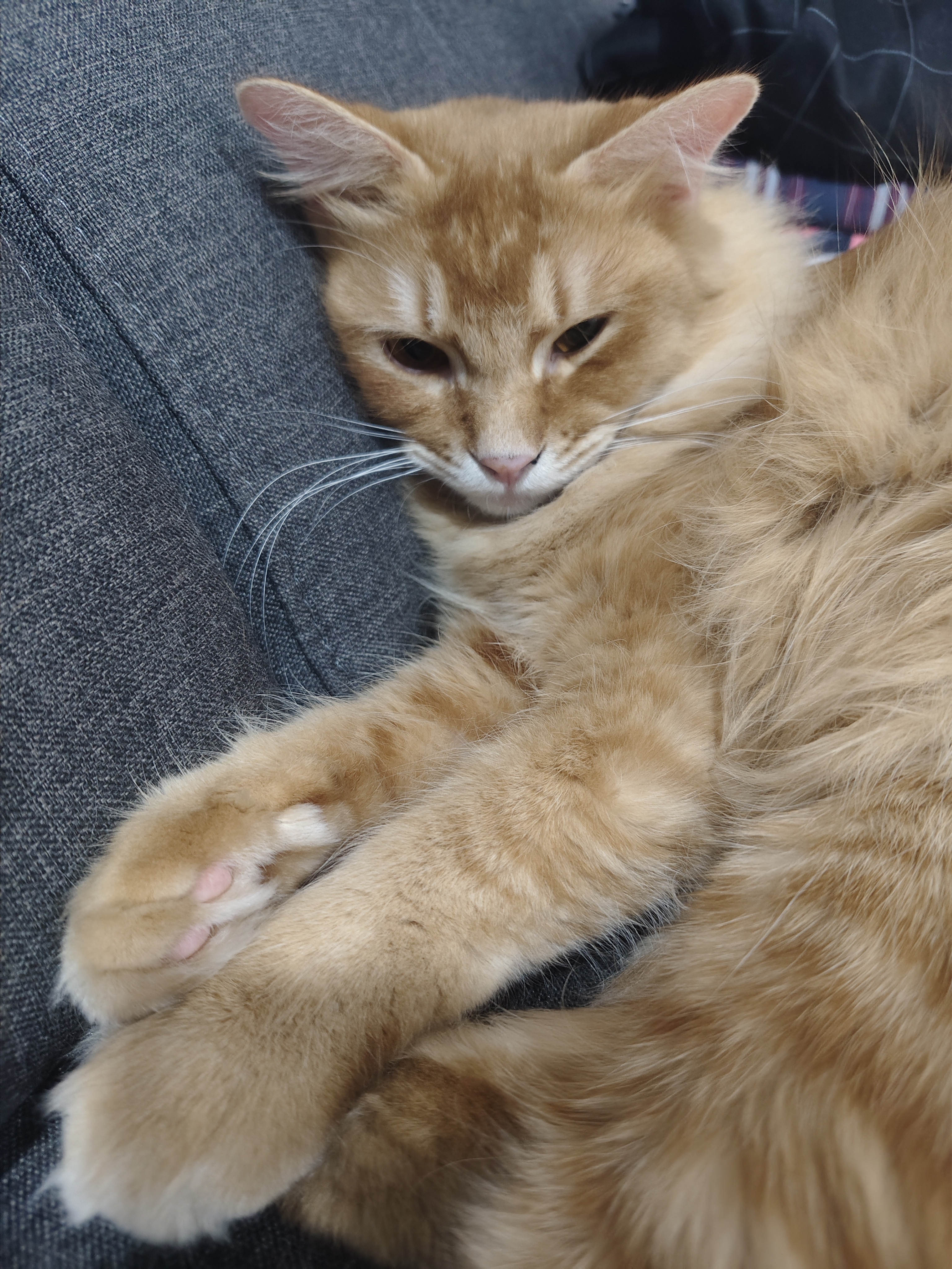 ginger cat called Oden